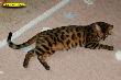 Bengalkater Best of Xtreme