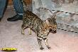 IMG_2242i.jpg