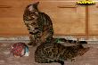 IMG_2115i.jpg