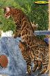IMG_2342i.jpg