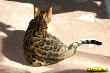 IMG_2552i.jpg