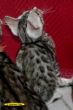 IMG_0208i Hazel.jpg