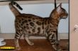 IMG_9017i.jpg