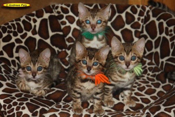 Bengalkitten 2017